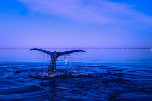 A "Kék bálnáról" higgadtan, szakértőktől - mi ez és mit tehetünk?